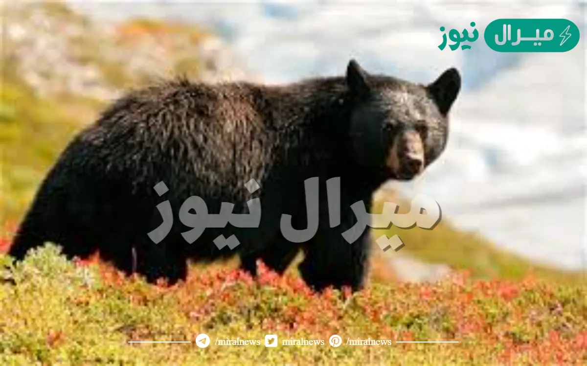 الاسم العلمي للدب الأمريكي الأسود هو ursus americanus , حيث تدل كلمة americanus على اسم