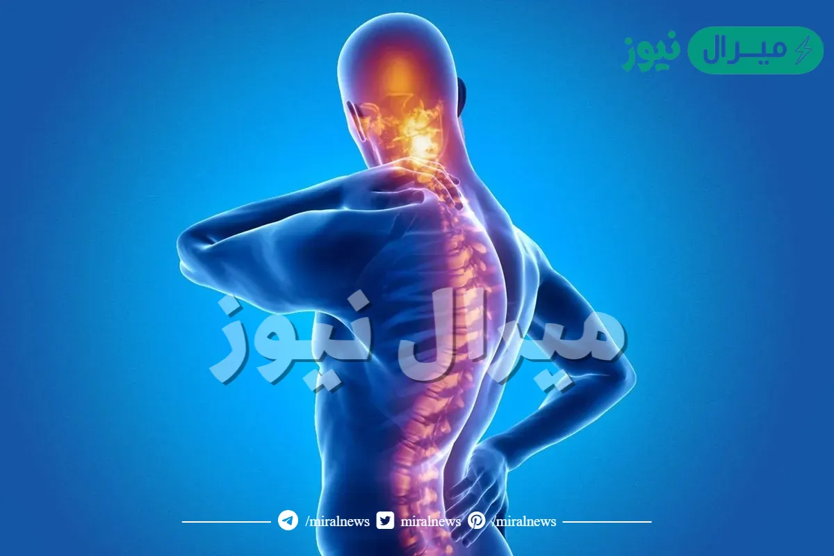 الحبل العصبي هو التركيب الظهري الذي يصبح عمودًا فقريًا لدى غالبية الفقاريات