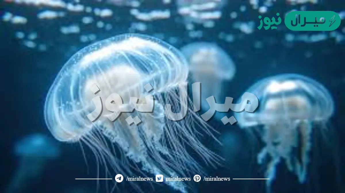 الحيوانات المائية لها تماثل