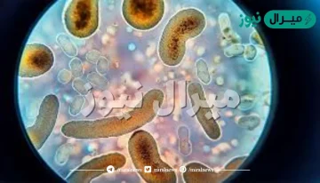 الخلايا الوحيدة التي تخلو من العضيات هي خلايا