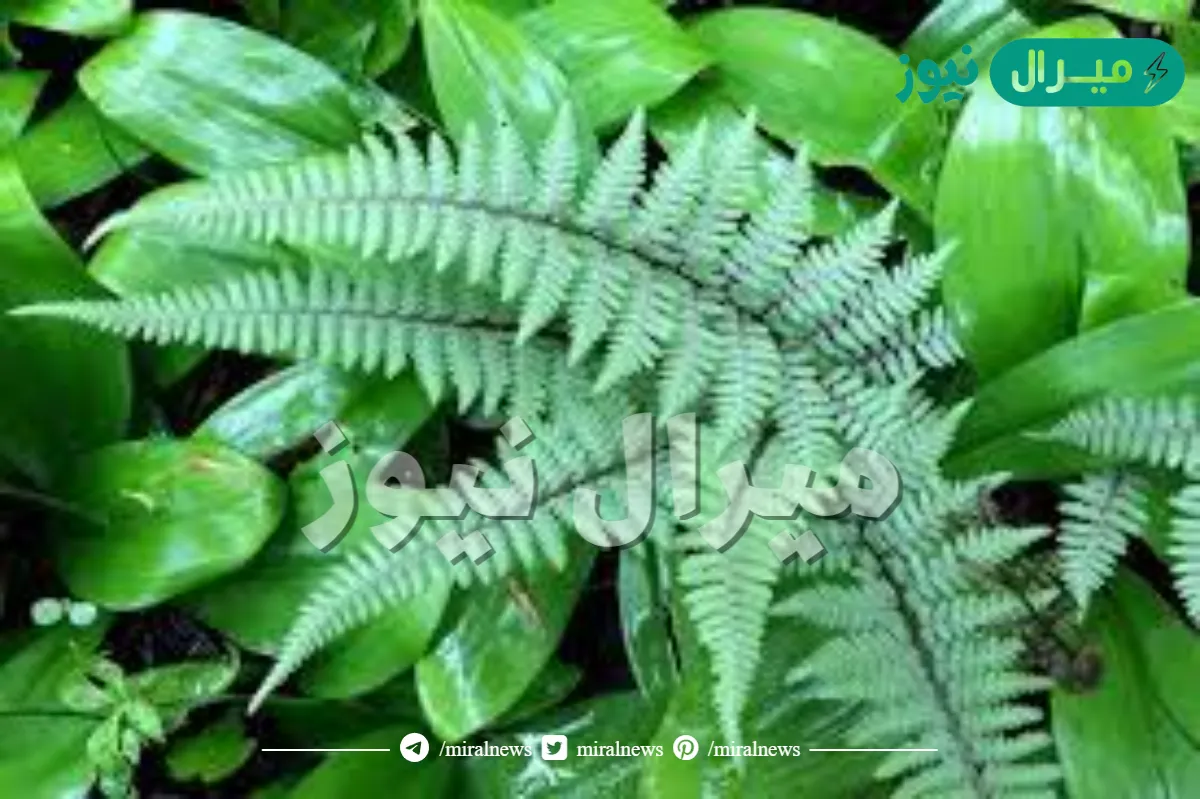 السرخسيات تنتمي إلى مجموعة النباتات