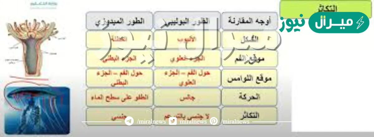 الطور البوليبي والميدوزي من خصائص