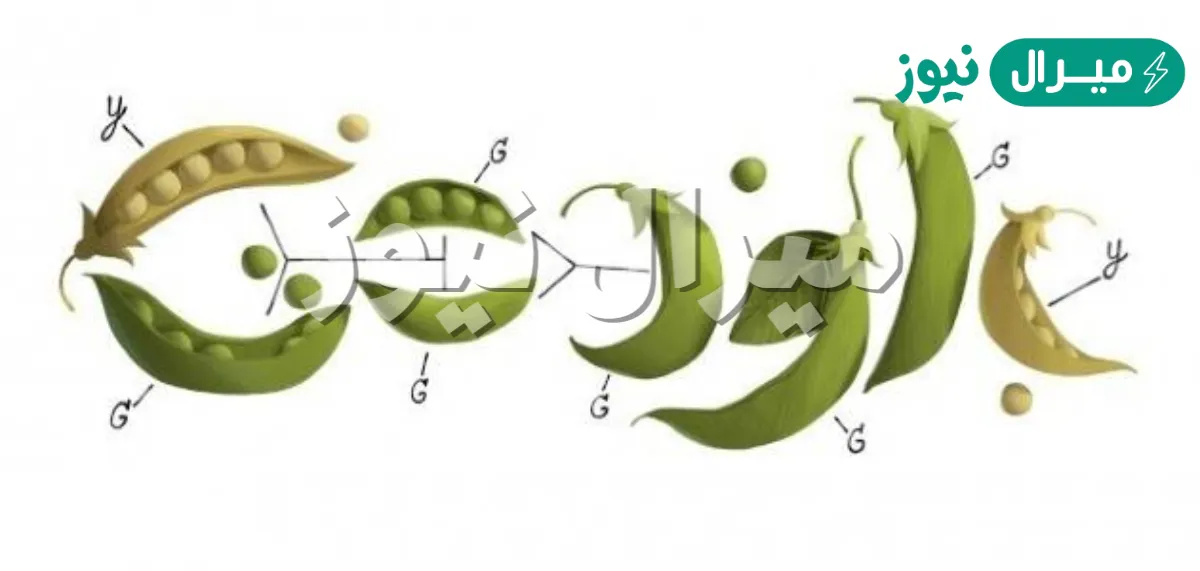 العالم مندل درس توارث الصفات في نبات الفاصوليا