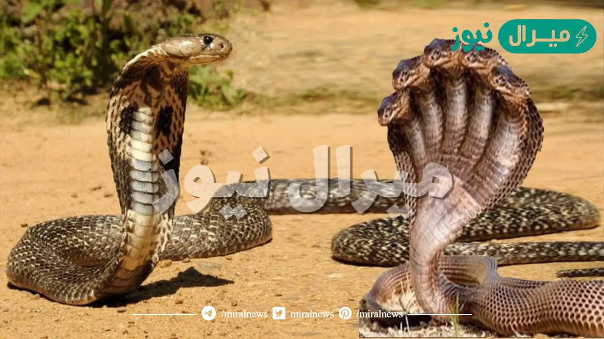 الفرق بين الافاعي والثعابين