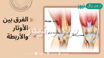 الفرق بين الاوتار والاربطة