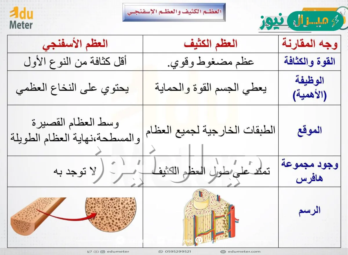 الفرق بين العظم الكثيف والاسفنجي