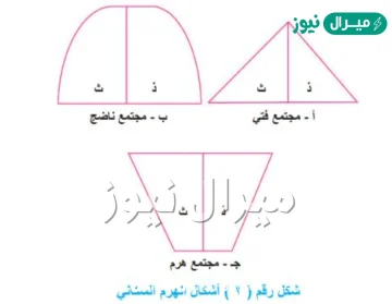 المجتمع الهَرِم تكون قمته عريضة