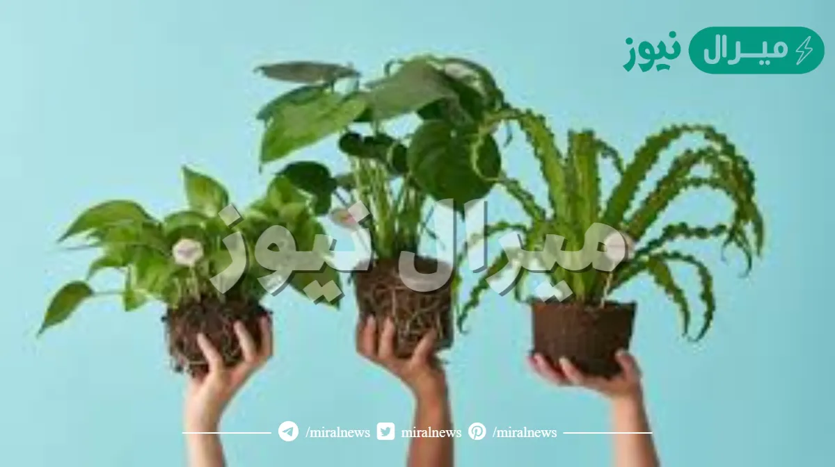 المخلوق الذي يصنع غذائه بنفسه ؟