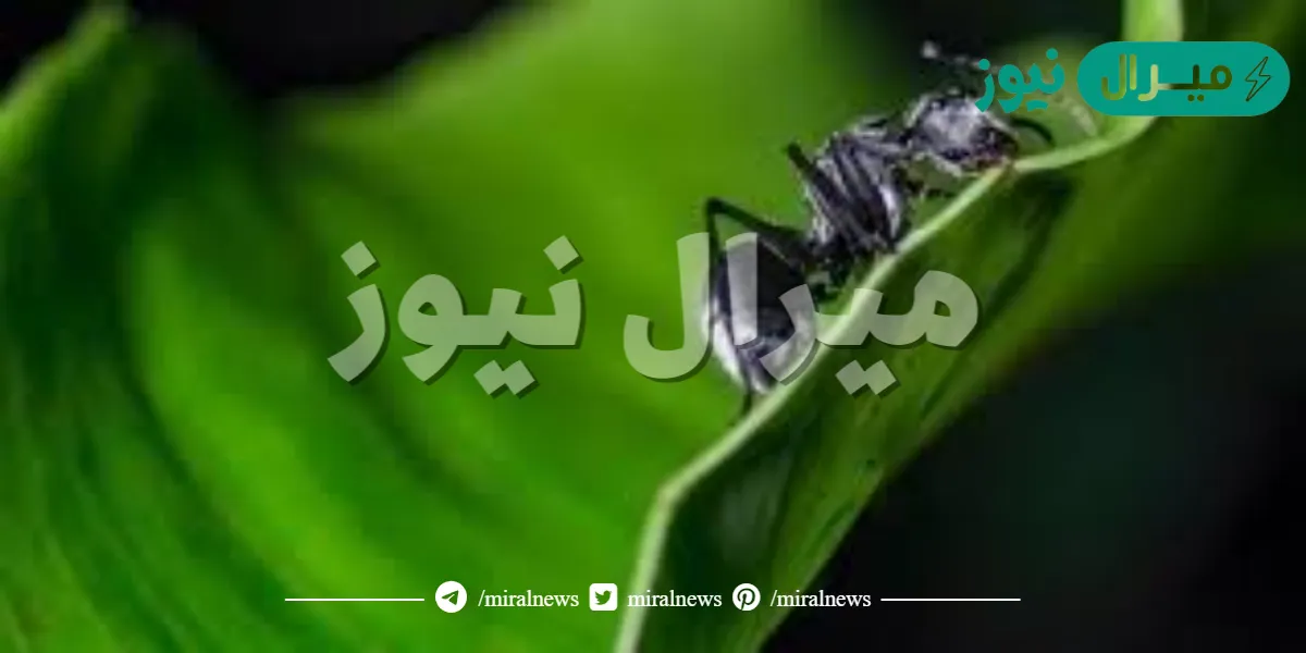النمل المقاتل الفهم القرائي