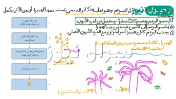 الهيدرا مخلوق حي يتكاثر عن طريق