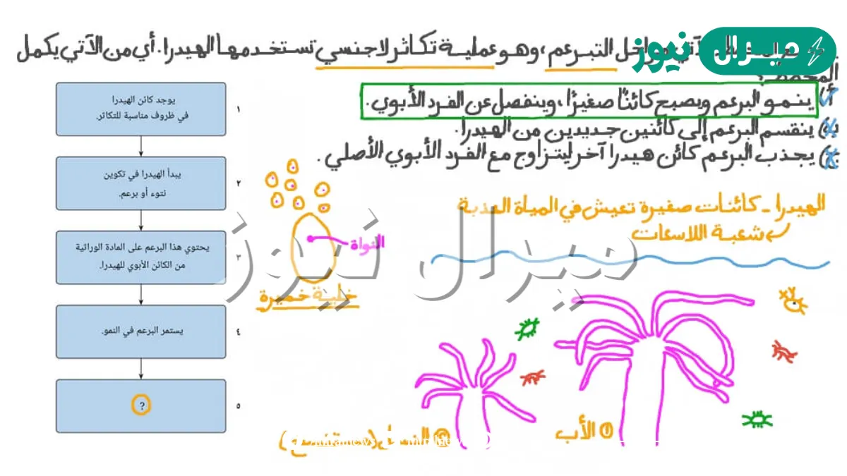 الهيدرا مخلوق حي يتكاثر عن طريق