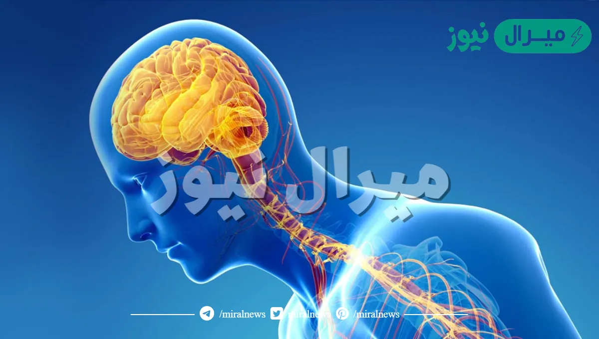 الوحدة الأساسية في الجهاز العصبي