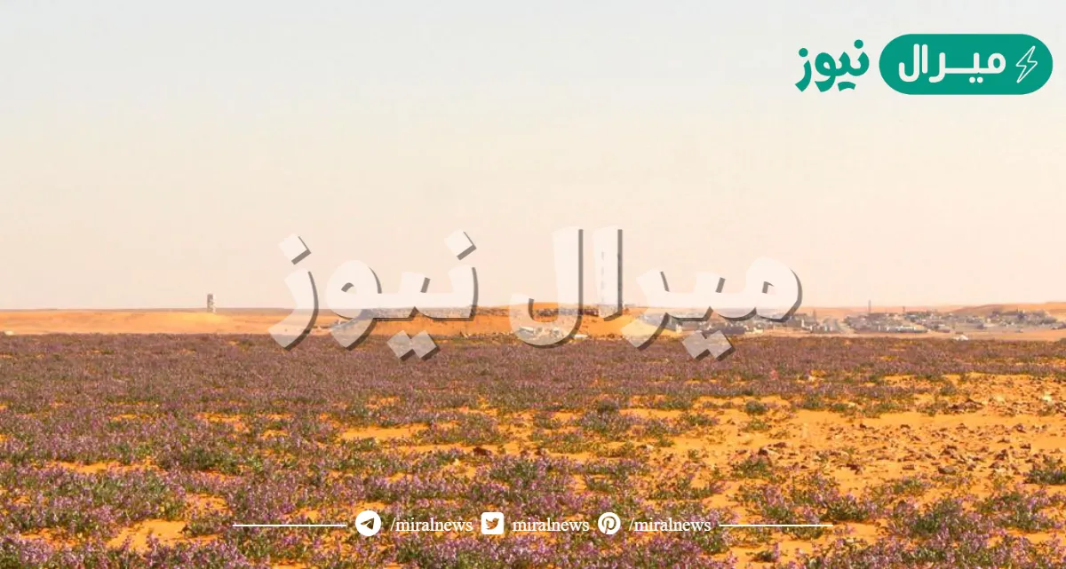 اين تقع مشذوبه