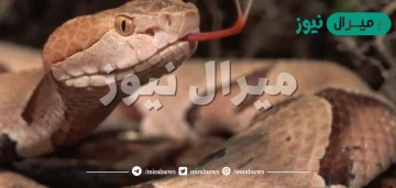 اين توجد حاسة الشم عند الثعبان