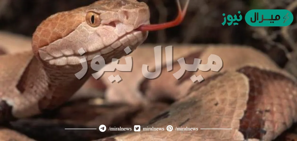 اين توجد حاسة الشم عند الثعبان