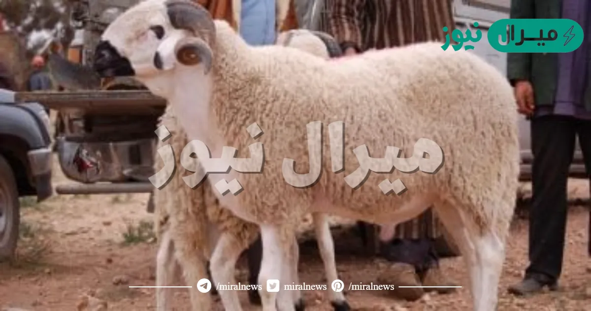 بين متى يبدا وقت ذبح الاضحيه ومتى ينتهي