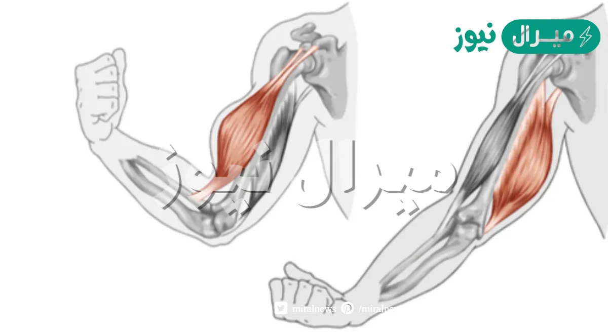 تتصل العضلات الرئيسة ب وتساعدها على الحركة