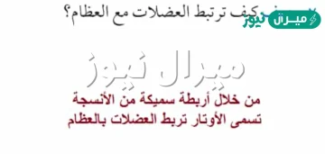 تتصل العضلات بالعظام عن طريق