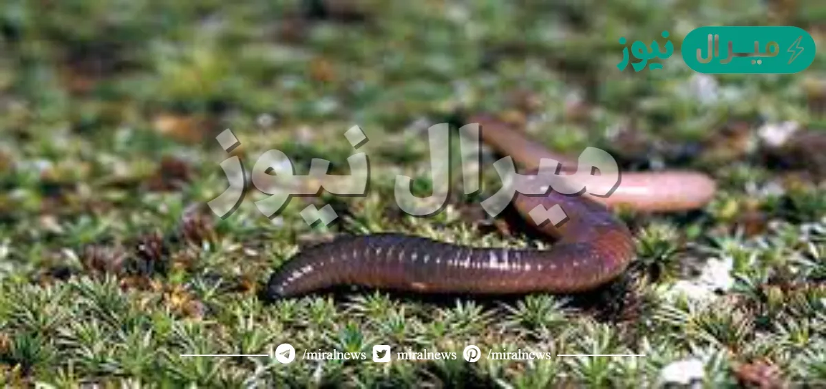 تحدث عملية تبادل الغازات في دودة الأرض من خلال الجلد المغطى بطبقة من المخاط