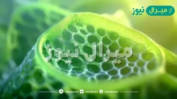 تسمى الفتحات الصغيرة الموجودة على سطح الورقة ومحاطة بخلايا حارسة