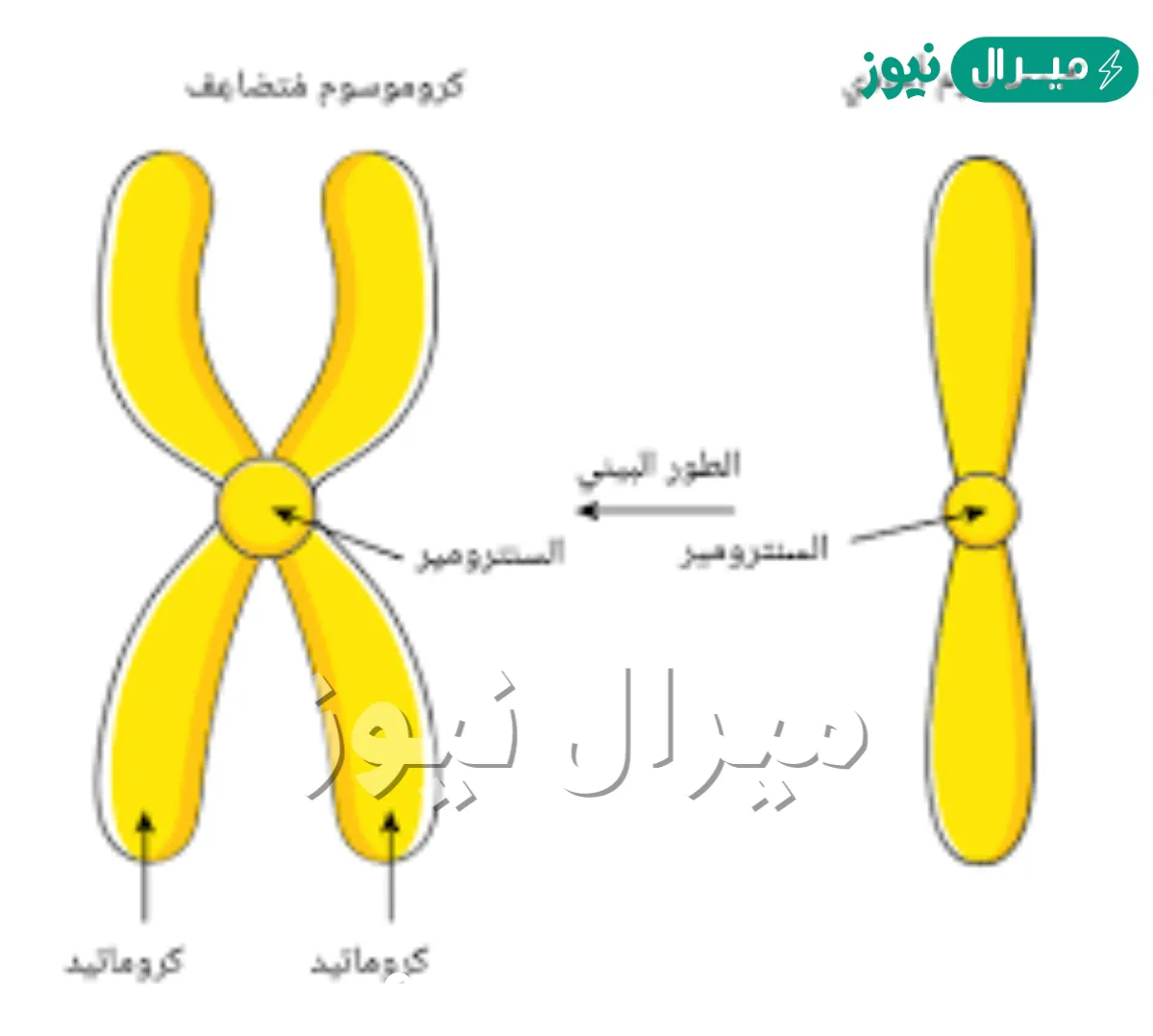 تصطف أزواج الكروماتيد في وسط الخلية في الدور