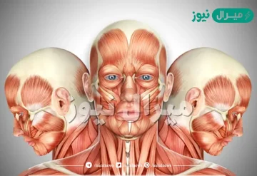 تصنف عضلات الوجه بأنها عضلات لا إرادية