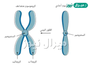 تضاعف الكروموسومات خلال دورة الخلية في الطور