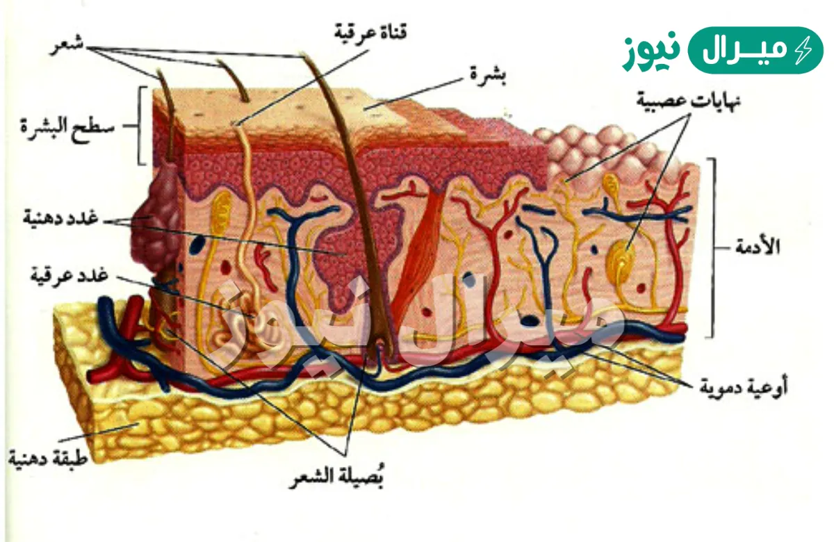 تعتبر الطبقة الدهنية أسمك طبقات الجلد حيث تحتوي على الأوعية الدموية والغدد العرقية