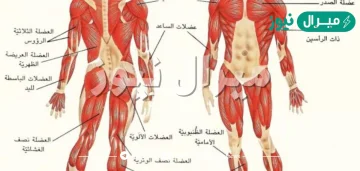 تعتبر من العضلات الارادية والمخططة