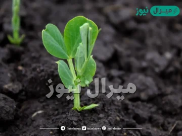 تعمل التربة على تثبيت النباتات وتمدها بالعناصر الغذائية المذابة فيها