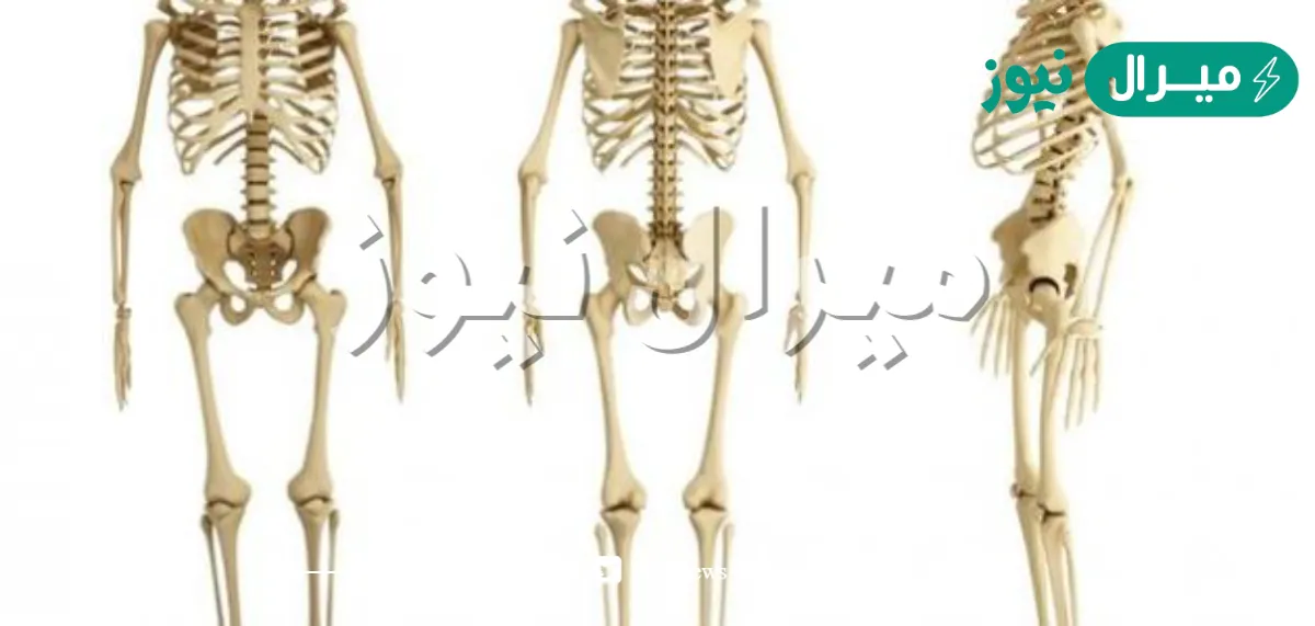 تكتسب العظام الصلابة من