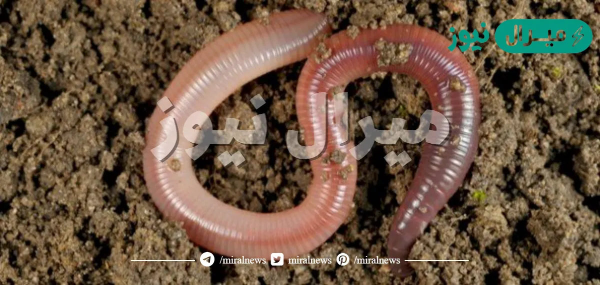 تمتلك الديدان الحلقية تراكيب تشبه الشعر وتساعدها على الحركة.