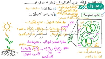 تنتج الطاقة المختزنة من عملية التخمر دون وجود الأكسجين