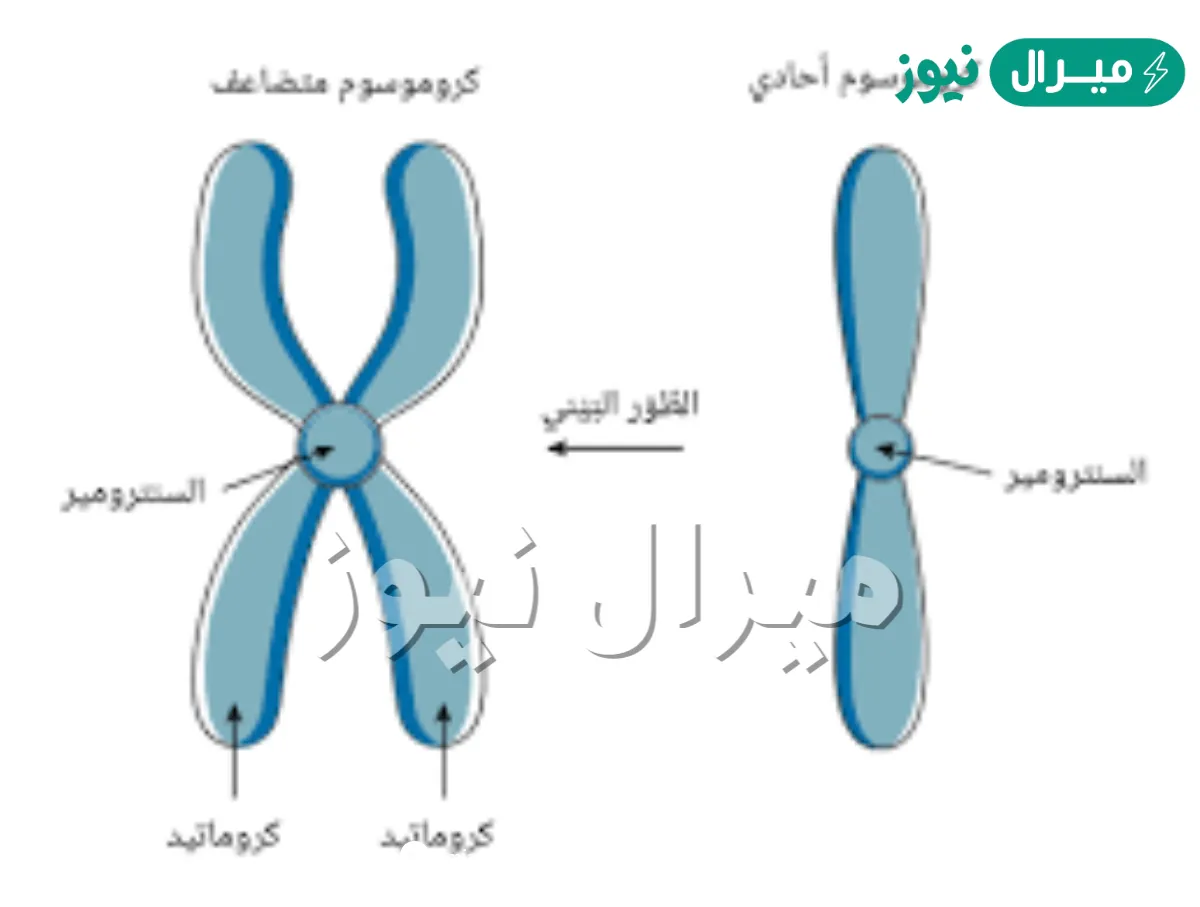 تنفصل الكروموسومات خلال دورة الخلية في الطور
