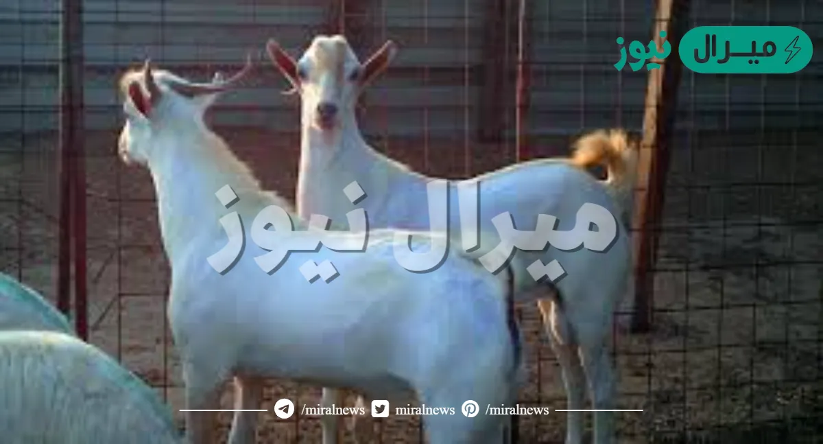 ثمانية ازواج من الضأن