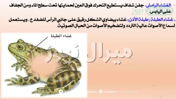جفن شفاف يستطيع التحرك فوق العين لحمايتها تحت الماء في الضفدع