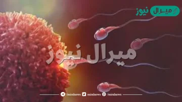 خلية ناتجة عن اندماج الحيوان المنوي مع البويضة يقصد به.