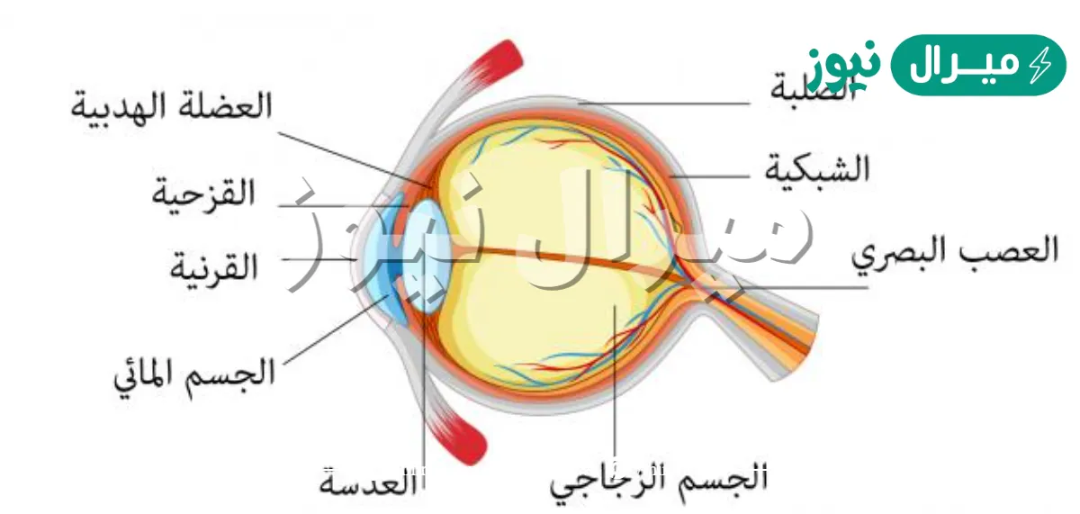 رتب تسلسل ما يحدث عند دخول الضوء إلى العين
