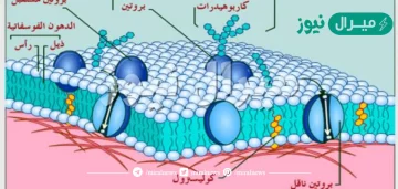 صف اهمية الغشاء البلازمي