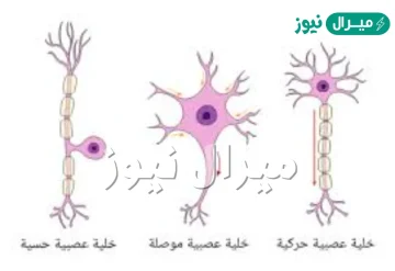 صف ثلاثة من انواع الخلايا في جسم الانسان