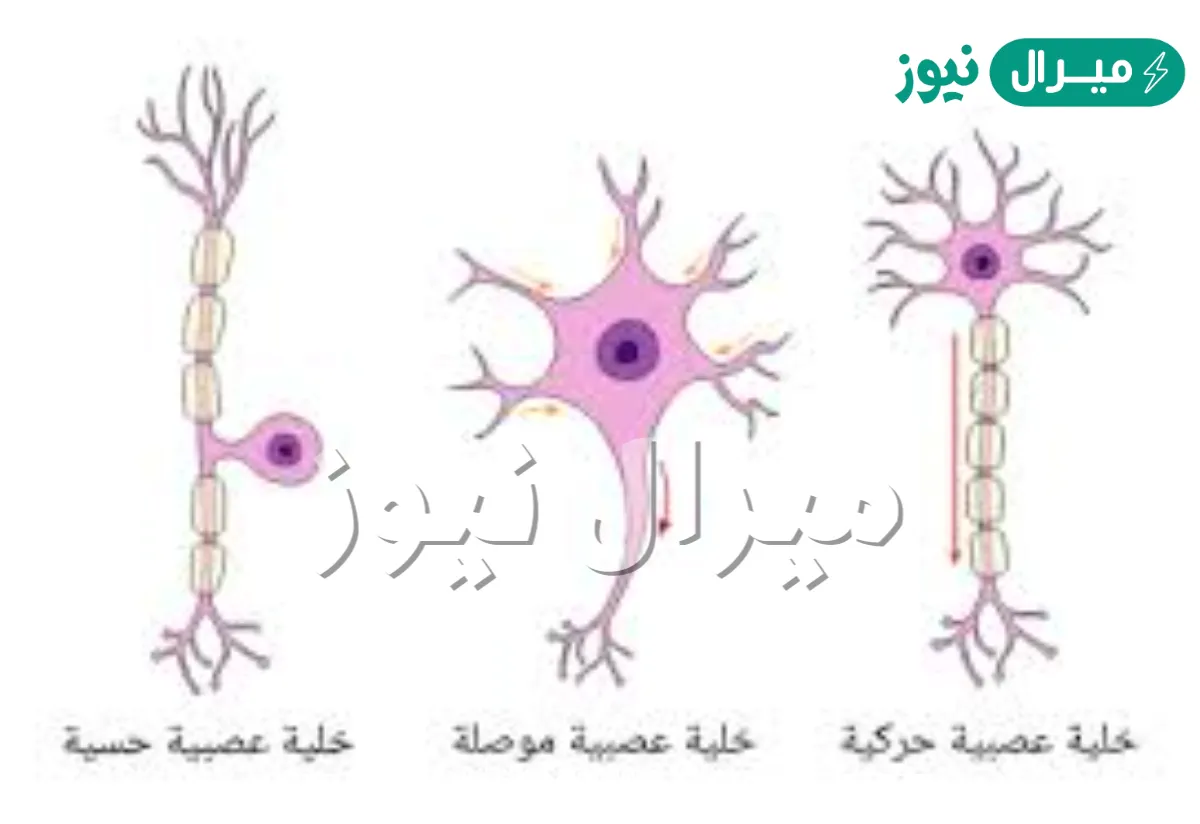 صف ثلاثة من انواع الخلايا في جسم الانسان
