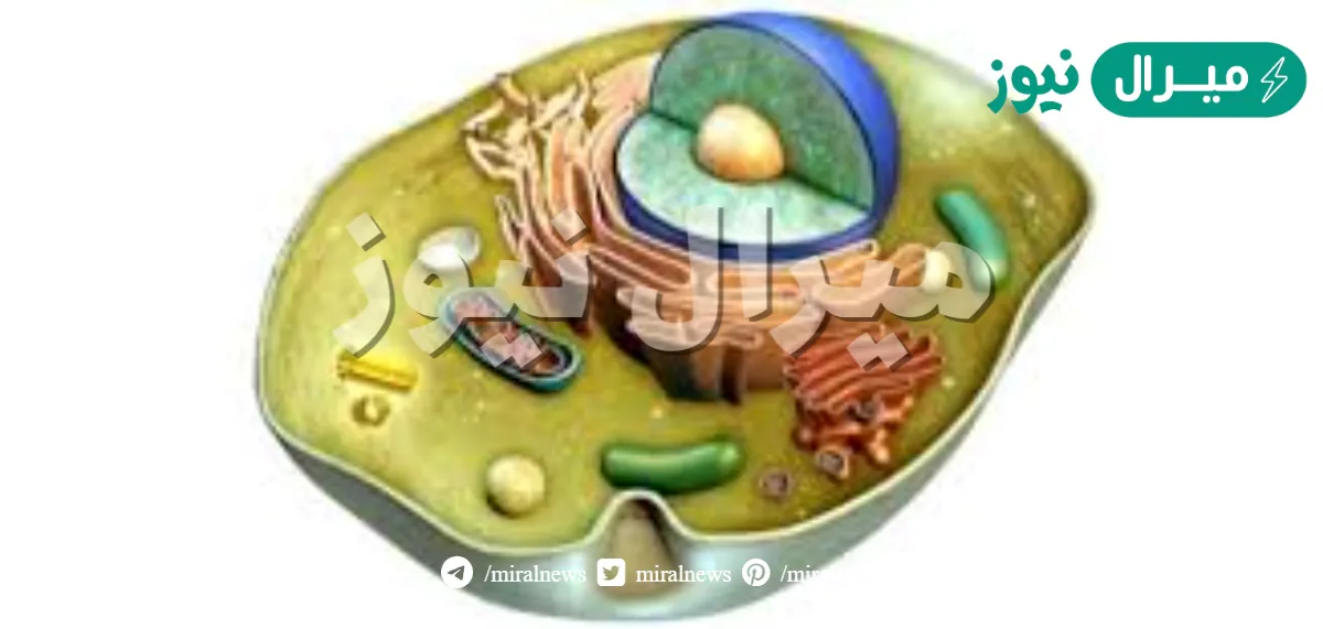 صف كيف تحصل الخلية على الطاقة اللازمة للقيام بانشطتها