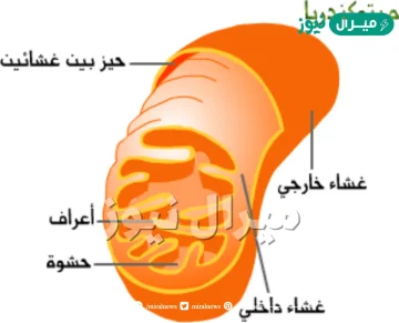 صف ماذا يحدث للخلية إذا أزيل منها الميتوكندريا كلها ؟
