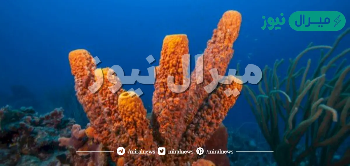 صفات الاسفنج هي