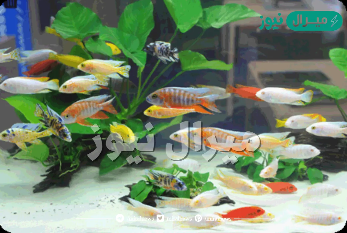 طالب واحد فقط من بين كل ٨ طلاب يمتلك حوض اسماك زينة في بيته ، ما عدد الطلاب الذين يمتلكون حوض اسماك زينة في بيوتهم بمدرسة عدد طلابها ٤٠٠ ؟