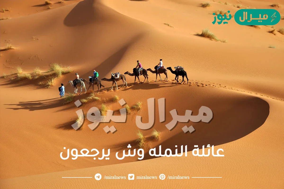 عائلة النمله وش يرجعون