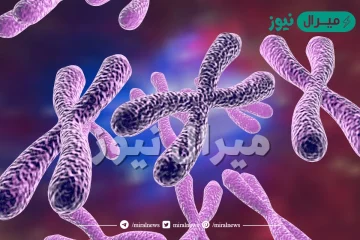 عدد الكروموسومات في الخلايا الجنسية
