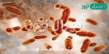 عدد بعض فوائد البكتيريا