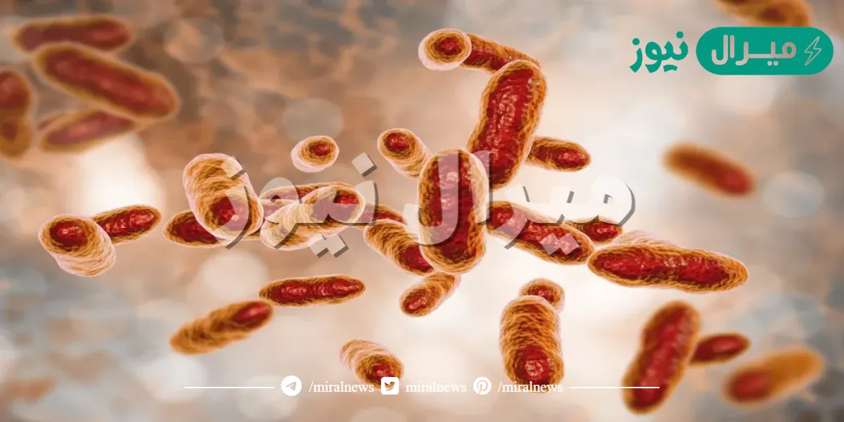 عدد بعض فوائد البكتيريا