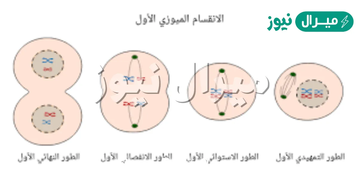عندما تتضاعف الكروموسومات قبل الانقسام المنصف أو المتساوي تبقى كمية dna داخل النواة كما هي